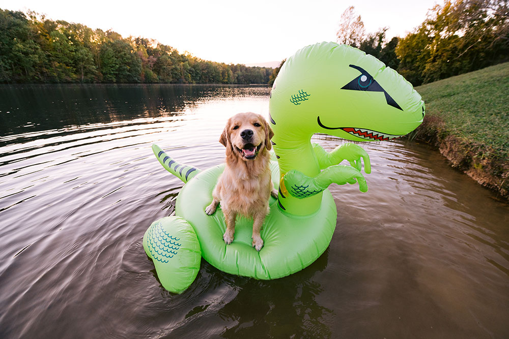Samantha Brooke photography photo of a dog on a pool float
