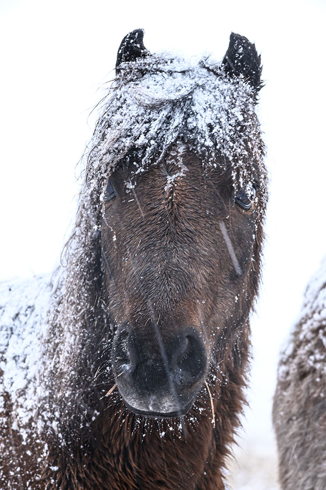 Angela Mocniak photo of a horse in the snow