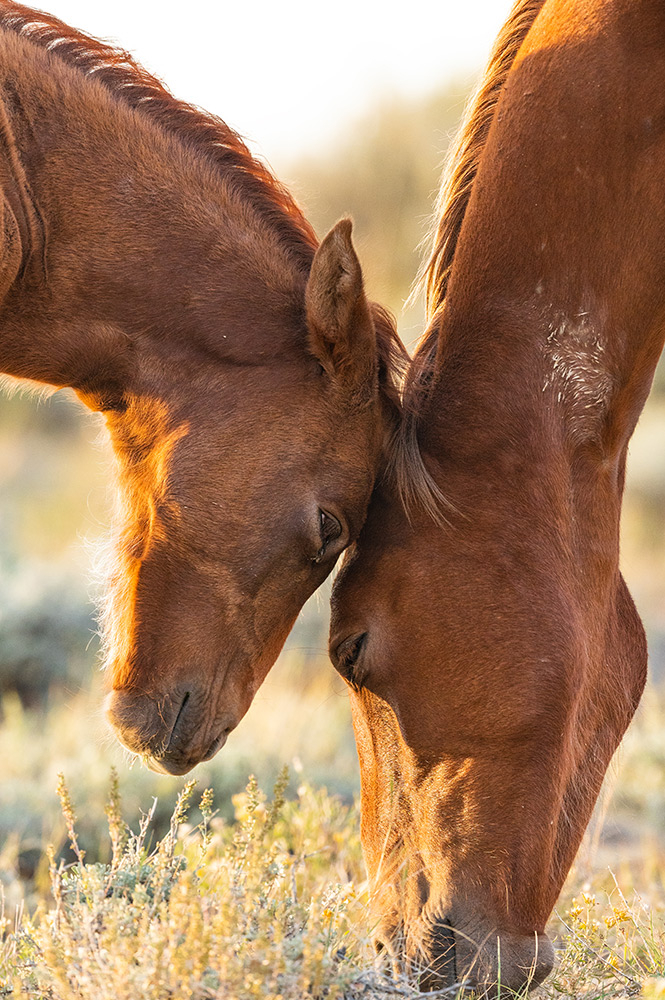 Somer McCain photo of a horse and foal