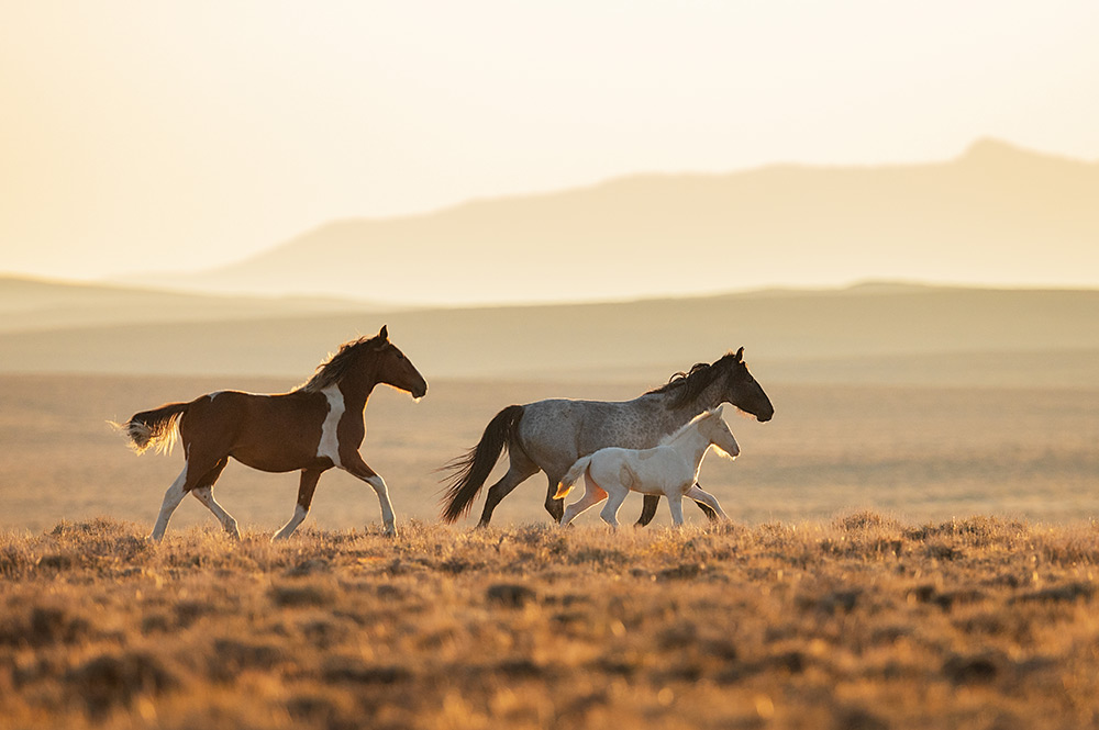 Somer McCain photo of a family of 3 horses on the open plains