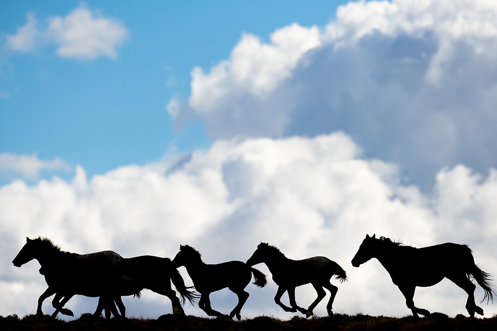 Somer McCain photo of horses in silhouette against the sky