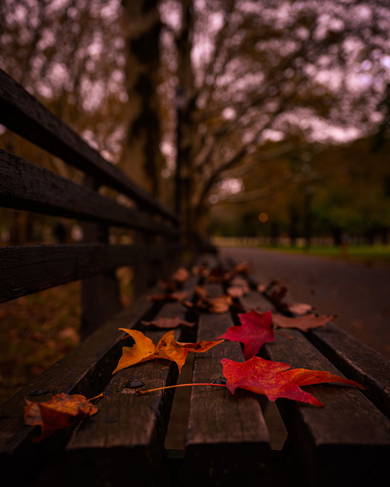 Manny Khan photo of a park bench with autumn leaves on it
