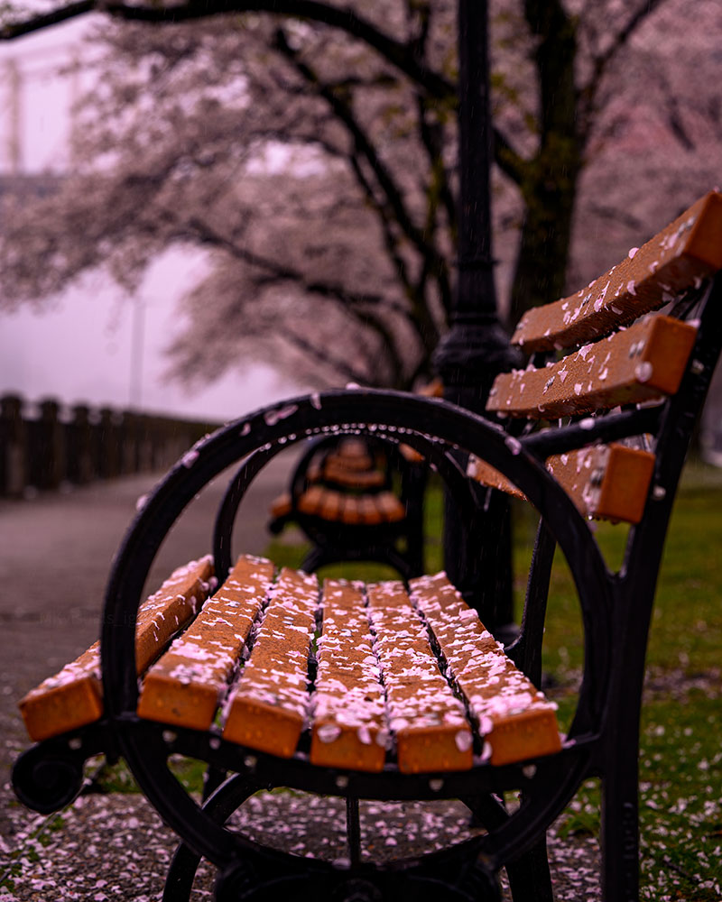 Manny Khan photo of a park bench covered in cherry blossom petals