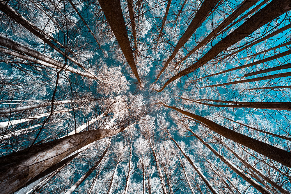 Photo of trees with white foliage against a blue sky taken using an Infrared converted Nikon camera by Chris Baker